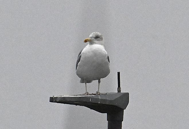 Goéland argenté  - Karl Heinz Krainer