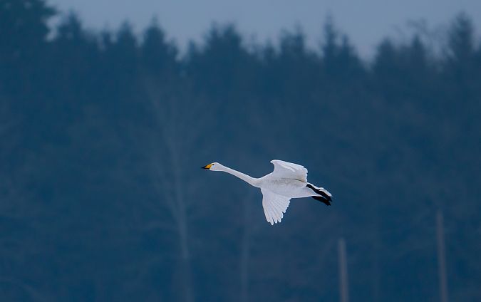 Cygne chanteur  - Jakob Hauzinger
