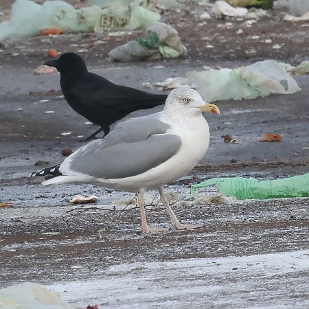 European Herring Gull  - Mario Baldauf