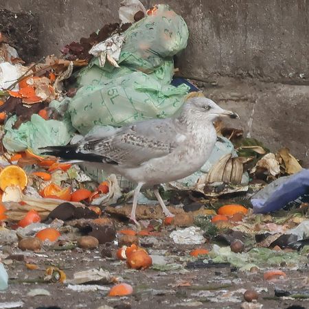 Silbermöwe  - Mario Baldauf