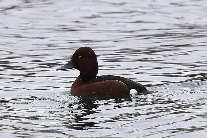 Fuligule nyroca  - Jiri Vratny