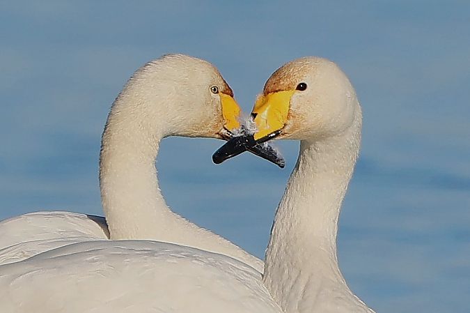 Cygne chanteur  - Jiri Vratny