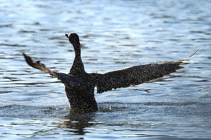 Oie de la toundra  - Jiri Vratny