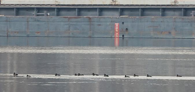 Macreuse brune  - Jiri Vratny