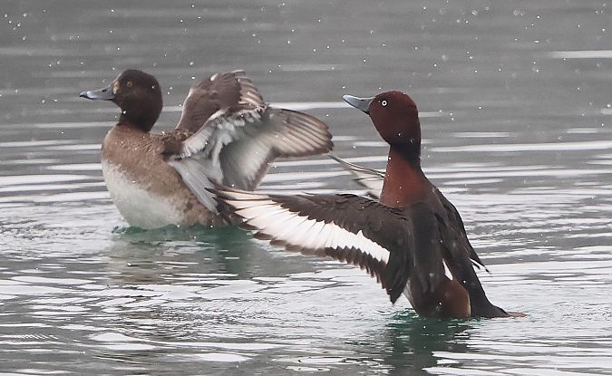 Fuligule nyroca  - Jiri Vratny