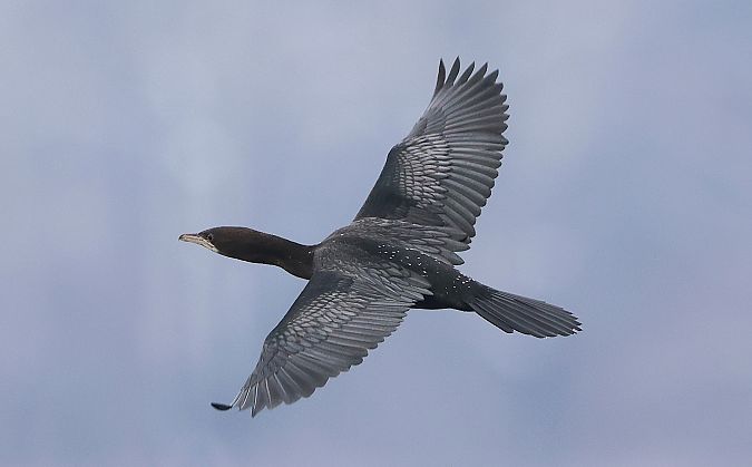 Cormoran pygmée  - Jiri Vratny