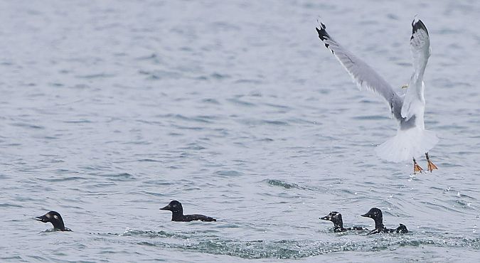 Macreuse brune  - Jiri Vratny