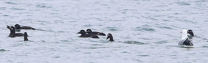 Macreuse brune  - Jiri Vratny