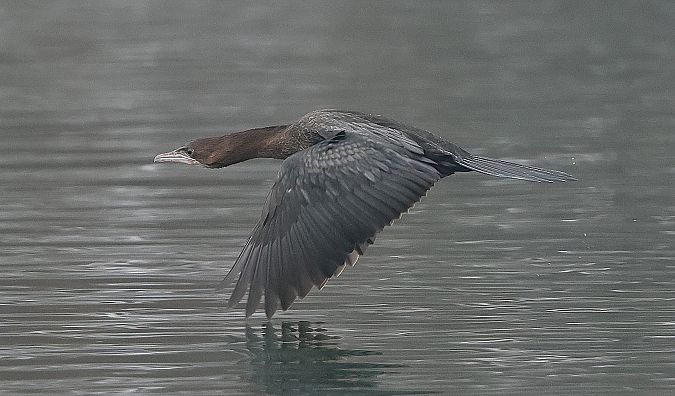 Cormoran pygmée  - Jiri Vratny