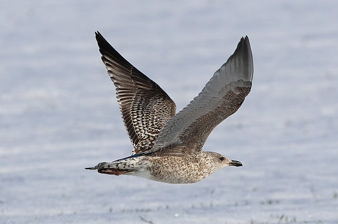 Goéland argenté  - Jiri Vratny