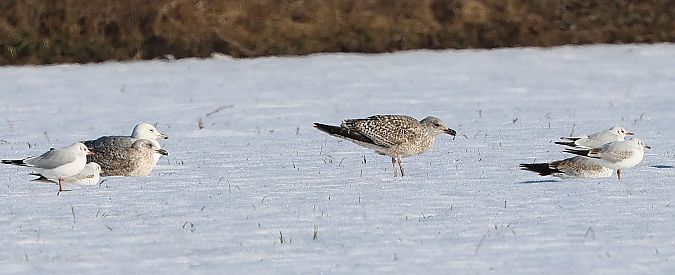 Goéland argenté  - Jiri Vratny