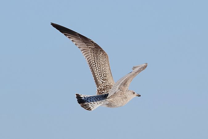 Goéland argenté  - Jiri Vratny