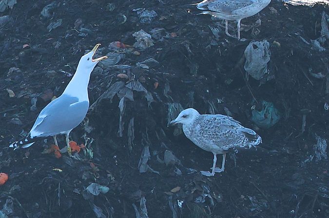 Goéland argenté  - Jiri Vratny