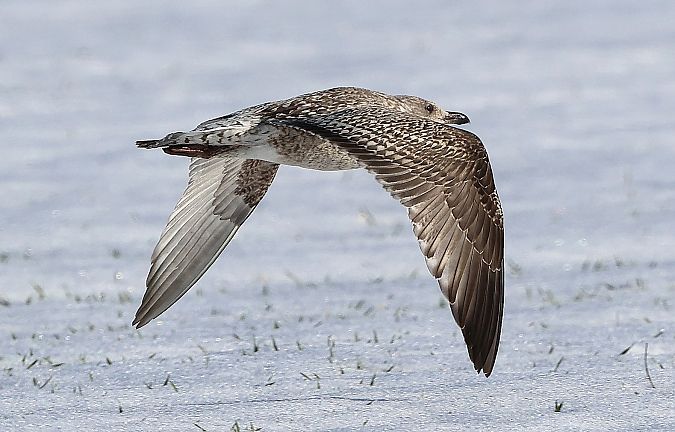 Goéland argenté  - Jiri Vratny