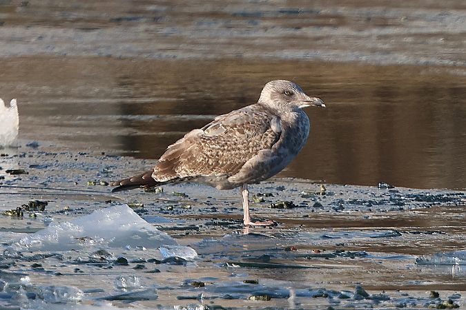 Goéland argenté  - Jiri Vratny