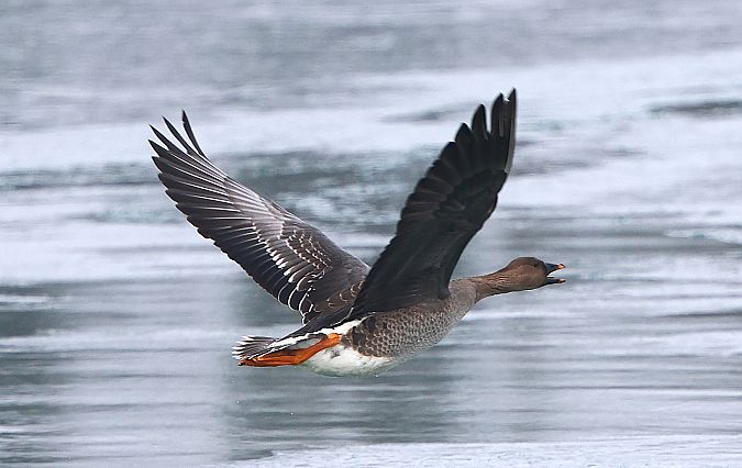 Oie de la toundra  - Jiri Vratny
