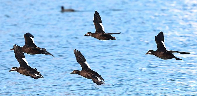 Macreuse brune  - Jiri Vratny