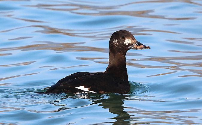Macreuse brune  - Jiri Vratny