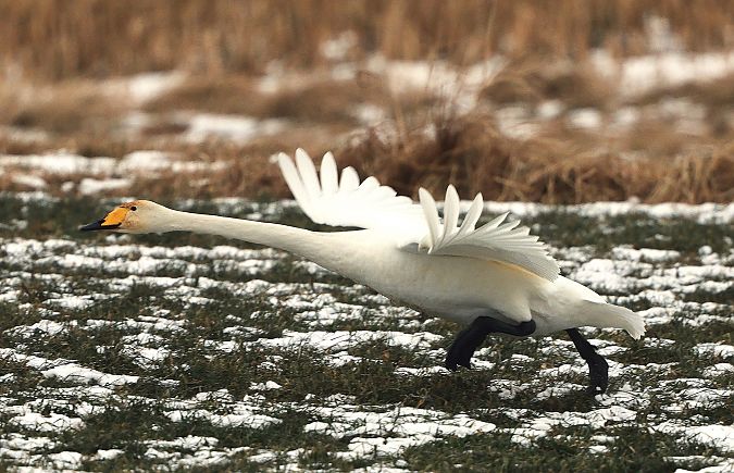 Cygne chanteur  - Jiri Vratny