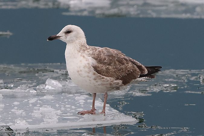 Goéland argenté  - Jiri Vratny