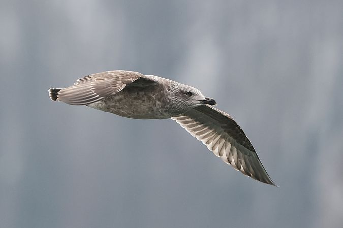 Goéland argenté  - Jiri Vratny