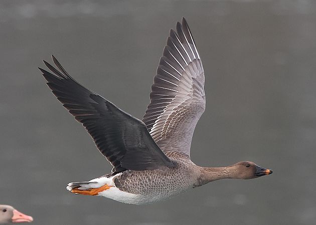 Oie de la toundra  - Jiri Vratny