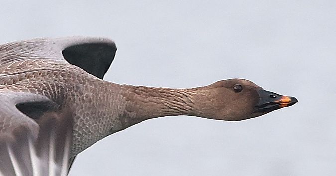 Oie de la toundra  - Jiri Vratny
