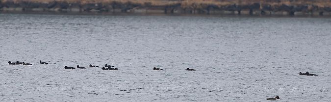 Macreuse brune  - Jiri Vratny