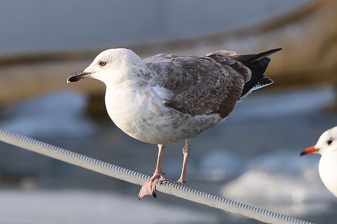 Goéland argenté  - Jiri Vratny