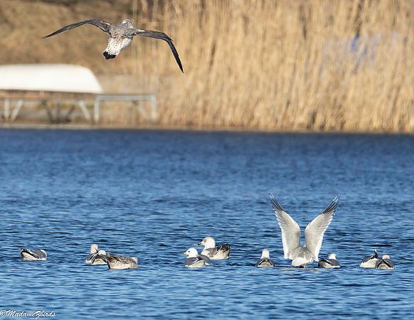 Goéland argenté  - Anita Zaabi