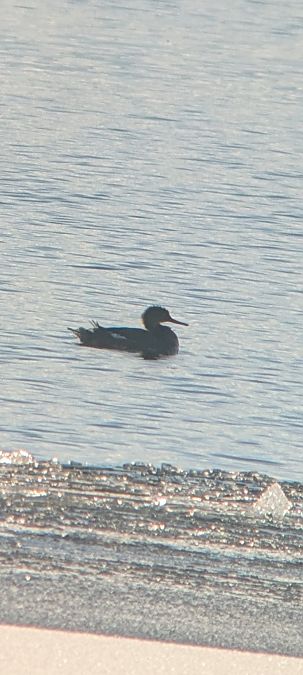 Harle huppé  - Johannes Jäger