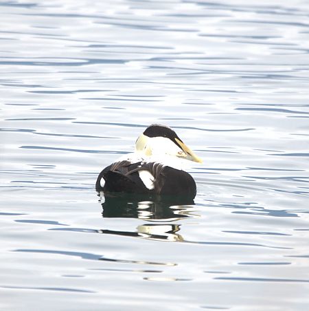 Eider à duvet  - Johannes Jäger