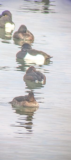 Fuligule nyroca  - Johannes Jäger