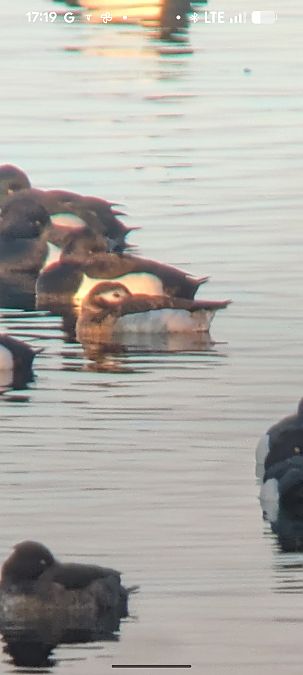 Harelde boréale  - Johannes Jäger