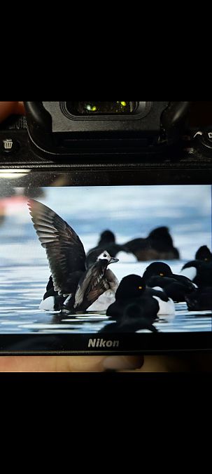 Harelde boréale  - Johannes Jäger