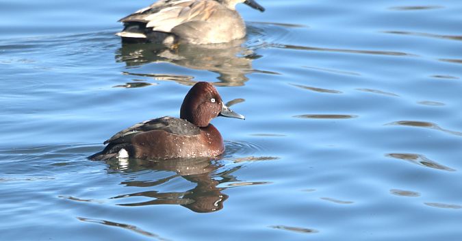 Fuligule nyroca  - Johannes Jäger