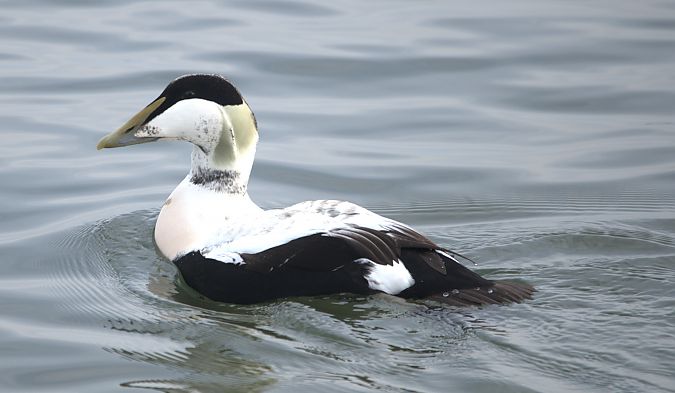 Eider à duvet  - Johannes Jäger
