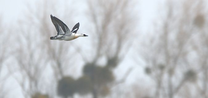 Harle piette  - Johannes Jäger