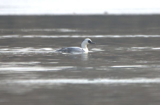 Harle piette  - Johannes Jäger