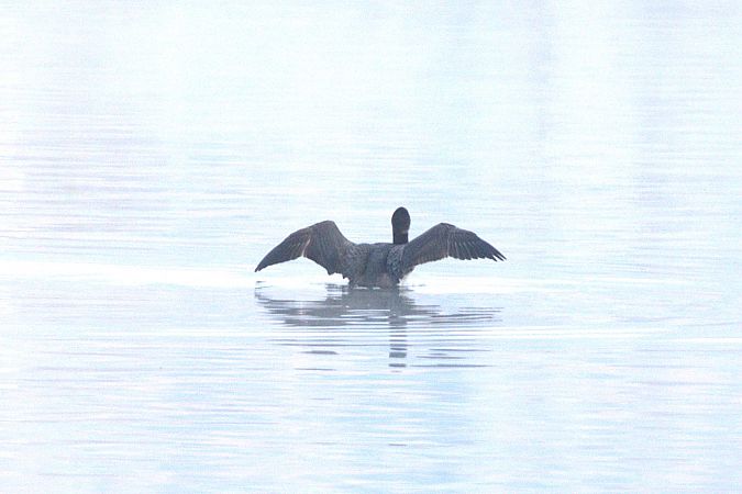 Plongeon imbrin  - Werner Petutschnig