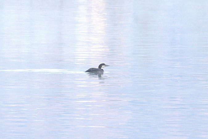 Plongeon imbrin  - Werner Petutschnig