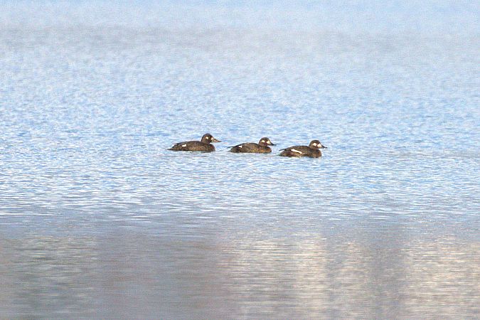 Macreuse brune  - Werner Petutschnig