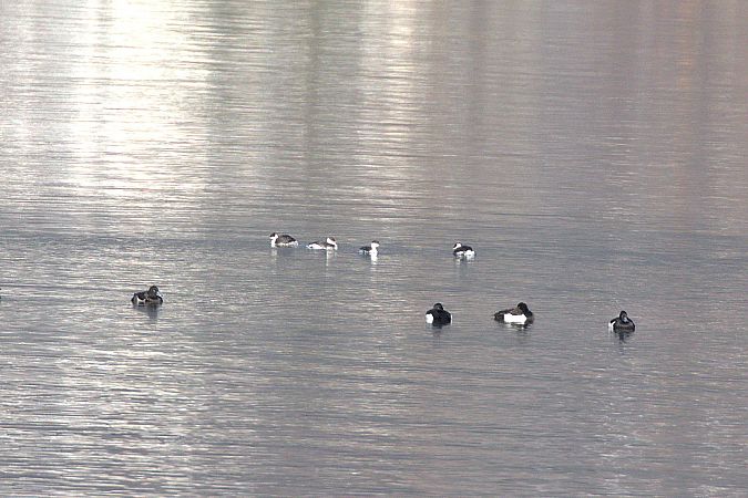 Grèbe esclavon  - Werner Petutschnig