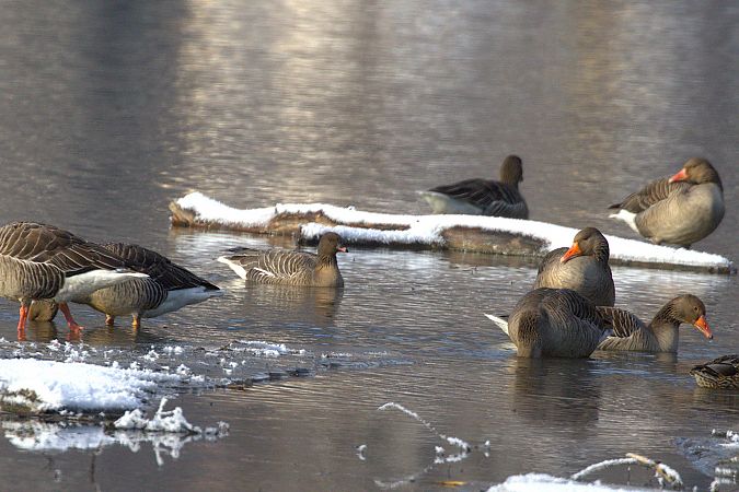 Oie à bec court  - Werner Petutschnig