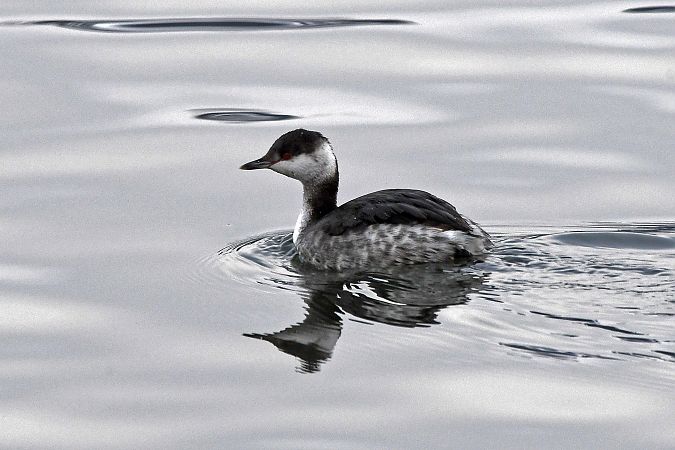 Grèbe esclavon  - Anonyme