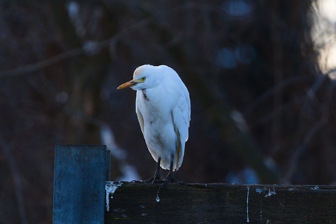 Héron garde-boeufs  - Werner Petutschnig