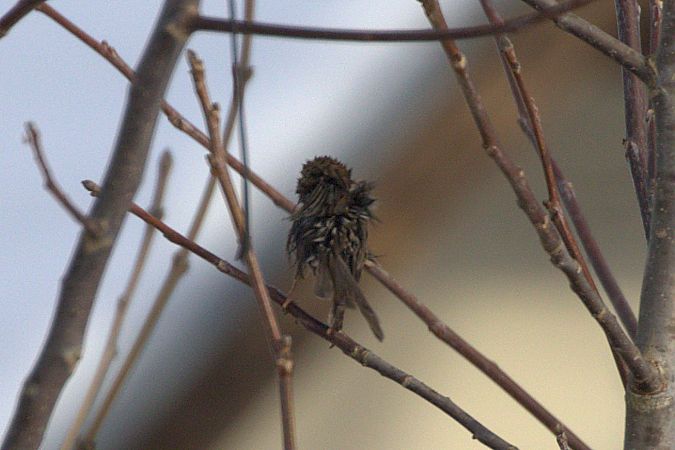 Oiseau indéterminé  - Werner Petutschnig