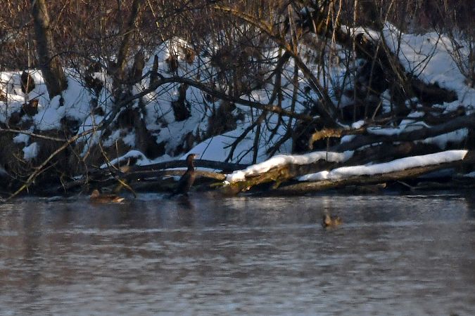 Cormoran pygmée  - Anonyme