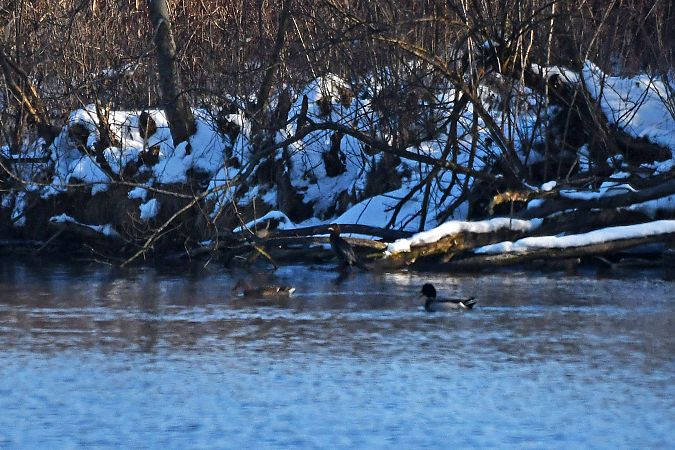 Cormoran pygmée  - Anonyme