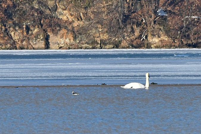 Grèbe esclavon  - Anonyme